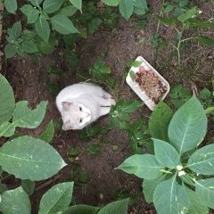 Подробнее об объявлении «Москва Найден кот кто потерял кота?» Фото: найдена кошка  «Москва Найден кот кто потерял кота?» в г. Москва