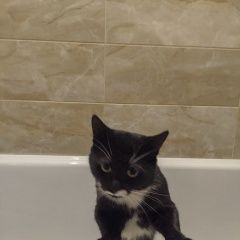 Подробнее об объявлении «Москва Найден кот чёрный с белым» Фото: найдена кошка  «Москва Найден кот чёрный с белым» в г. Москва