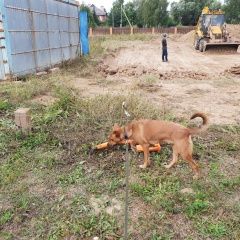 Подробнее об объявлении «Найдена собака сука, цвет рыжий Москва» Фото: найдена собака  «Найдена собака сука, цвет рыжий Москва» в г. Москва