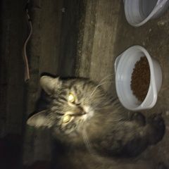 Подробнее об объявлении «Москва Найдена кошка» Фото: найдена кошка  «Москва Найдена кошка» в г. Москва