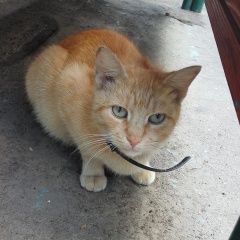 Подробнее об объявлении «Москва Найдена кошка рыжая, после операции» Фото: найдена кошка  «Москва Найдена кошка рыжая, после операции» в г. Москва