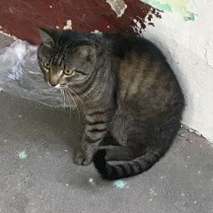 Подробнее об объявлении «Москва Найден кот» Фото: найдена кошка  «Москва Найден кот» в г. Москва