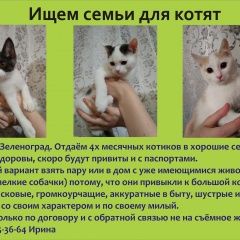Подробнее об объявлении «Найден котики 4 месяца Зеленоград» Фото: найдена кошка  «Найден котики 4 месяца Зеленоград» в г. Зеленоград