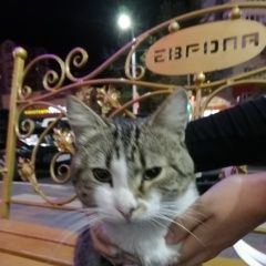 Подробнее об объявлении «Курск Найден кот» Фото: найдена кошка  «Курск Найден кот» в г. Курск