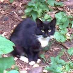 Подробнее об объявлении «Москва Найдена кошка станция лось» Фото: найдена кошка  «Москва Найдена кошка станция лось» в г. Москва