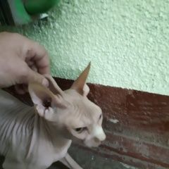 Подробнее об объявлении «Москва Найдена кошка голый сфинкс» Фото: найдена кошка Сфинкс «Москва Найдена кошка голый сфинкс» в г. Москва