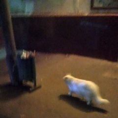 Подробнее об объявлении «Москва Найдена кошка» Фото: найдена кошка  «Москва Найдена кошка» в г. Москва