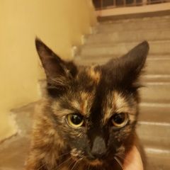 Подробнее об объявлении «Найдена кошка Санкт-Петербург» Фото: найдена кошка  «Найдена кошка Санкт-Петербург» в г. Санкт-Петербург