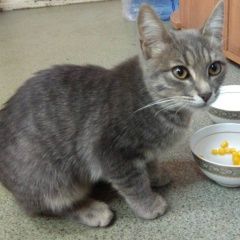 Подробнее об объявлении «Найден кот Самара» Фото: найдена кошка  «Найден кот Самара» в г. Самара