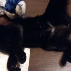 Подробнее об объявлении «Москва Найдена кошка» Фото: найдена кошка  «Москва Найдена кошка» в г. Москва