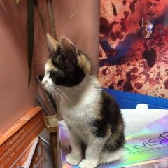 Подробнее об объявлении «Сургут Найдена кошка котята» Фото: найдена кошка  «Сургут Найдена кошка котята» в г. Сургут