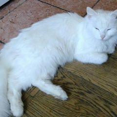 Подробнее об объявлении «Найдена кошка Можайск» Фото: найдена кошка  «Найдена кошка Можайск» в г. Можайск