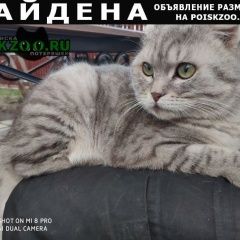 Подробнее об объявлении «Найден кот Нижний Новгород» Фото: найдена кошка  «Найден кот Нижний Новгород» в г. Нижний Новгород