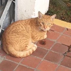 Подробнее об объявлении «Москва Найдена кошка (котенок)» Фото: найдена кошка  «Москва Найдена кошка (котенок)» в г. Москва