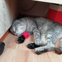 Подробнее об объявлении «Найден кот вислоухий Зеленоград» Фото: найдена кошка Шотландская вислоухая «Найден кот вислоухий Зеленоград» в г. Зеленоград