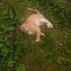 Подробнее об объявлении «Найден котик Пушкино» Фото: найдена кошка  «Найден котик Пушкино» в г. Пушкино