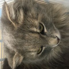 Подробнее об объявлении «Москва Найдена кошка м.братиславская.серая вислоухая» Фото: найдена кошка  «Москва Найдена кошка м.братиславская.серая...» в г. Москва