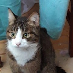 Подробнее об объявлении «Москва Найден кот крупный кот» Фото: найдена кошка  «Москва Найден кот крупный кот» в г. Москва