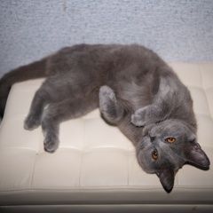 Подробнее об объявлении «Геленджик Найден кот - британец.» Фото: найдена кошка Британская короткошерстная «Геленджик Найден кот - британец.» в г. Геленджик