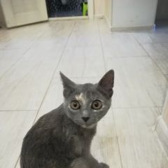 Подробнее об объявлении «Найдена кошка в районе печерска котенок Смоленск» Фото: найдена кошка  «Найдена кошка в районе печерска котенок Смоленск» в г. Смоленск