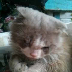 Подробнее об объявлении «Москва Найден кот вислоухий кот, с янтарными глазами» Фото: найдена кошка  «Москва Найден кот вислоухий кот, с янтарными...» в г. Москва