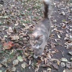 Подробнее об объявлении «Москва Найдена кошка» Фото: найдена кошка  «Москва Найдена кошка» в г. Москва