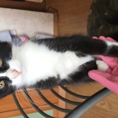 Подробнее об объявлении «Москва Найдена кошка котёнок девочка» Фото: найдена кошка  «Москва Найдена кошка котёнок девочка» в г. Москва