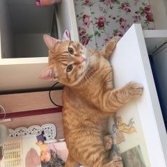 Подробнее об объявлении «Москва Найден кот рыжий кот» Фото: найдена кошка  «Москва Найден кот рыжий кот» в г. Москва