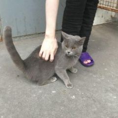 Подробнее об объявлении «Москва Найден кот найдёт кот в строгино» Фото: найдена кошка Британская короткошерстная «Москва Найден кот найдёт кот в строгино» в г. Москва