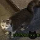 Подробнее об объявлении «Москва Найдена кошка» Фото: найдена кошка  «Москва Найдена кошка» в г. Москва