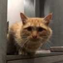 Подробнее об объявлении «Москва Найден кот рыжий» Фото: найдена кошка  «Москва Найден кот рыжий» в г. Москва
