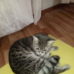 Подробнее об объявлении «Найдена кошка Екатеринбург» Фото: найдена кошка  «Найдена кошка Екатеринбург» в г. Екатеринбург