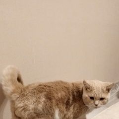 Подробнее об объявлении «Найден кот Барнаул» Фото: найдена кошка  «Найден кот Барнаул» в г. Барнаул
