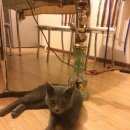 Подробнее об объявлении «Найден кот Батайск» Фото: найдена кошка  «Найден кот Батайск» в г. Батайск