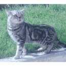 Подробнее об объявлении «Найдена кошка бритни Краснодар» Фото: найдена кошка Британская короткошерстная «Найдена кошка бритни Краснодар» в г. Краснодар