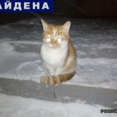 Подробнее об объявлении «Найдена кошка Ярославль» Фото: найдена кошка  «Найдена кошка Ярославль» в г. Ярославль