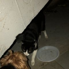 Подробнее об объявлении «Москва Найден котик район чертаново центральное» Фото: найдена кошка  «Москва Найден котик район чертаново центральное» в г. Москва