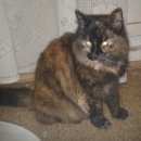 Подробнее об объявлении «Иваново Найдена кошка» Фото: найдена кошка  «Иваново Найдена кошка» в г. Иваново