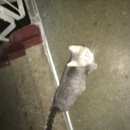 Подробнее об объявлении «Химки Найдена кошка кот» Фото: найдена кошка  «Химки Найдена кошка кот» в г. Химки