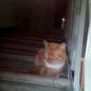 Подробнее об объявлении «Химки Найден кот рыжий с белым молодой кот» Фото: найдена кошка  «Химки Найден кот рыжий с белым молодой кот» в г. Химки