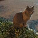 Подробнее об объявлении «Москва Найдена кошка русская голубая митино 3й митинский пер» Фото: найдена кошка Русская голубая «Москва Найдена кошка русская голубая митино 3й...» в г. Москва