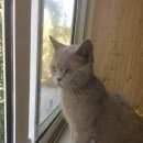 Подробнее об объявлении «Павловский Посад Найдена кошка» Фото: найдена кошка Британская короткошерстная «Павловский Посад Найдена кошка» в г. Павловский Посад