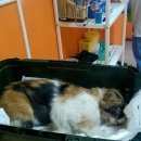 Подробнее об объявлении «Найдена кошка Краснодар» Фото: найдена кошка  «Найдена кошка Краснодар» в г. Краснодар