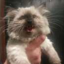 Подробнее об объявлении «Москва Найдена кошка котенок» Фото: найдена кошка  «Москва Найдена кошка котенок» в г. Москва