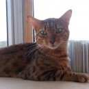 Подробнее об объявлении «Москва Найден кот» Фото: найдена кошка Бенгальская «Москва Найден кот» в г. Москва