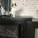 Подробнее об объявлении «Жуковский Найдена кошка» Фото: найдена кошка  «Жуковский Найдена кошка» в г. Жуковский