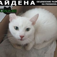 Подробнее об объявлении «Найдена кошка Троицк» Фото: найдена кошка  «Найдена кошка Троицк» в г. Троицк