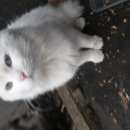Подробнее об объявлении «Москва Найден кот белый кот» Фото: найдена кошка  «Москва Найден кот белый кот» в г. Москва