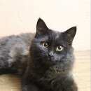 Подробнее об объявлении «Москва Найден кот» Фото: найдена кошка  «Москва Найден кот» в г. Москва