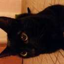 Подробнее об объявлении «Москва Найден кот черный кот» Фото: найдена кошка  «Москва Найден кот черный кот» в г. Москва